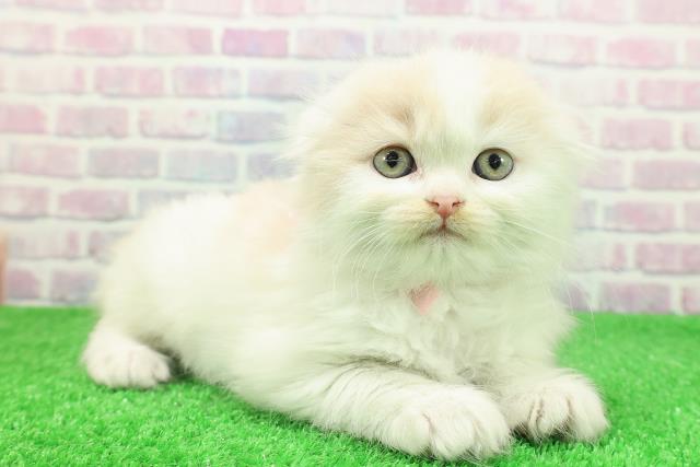 北海道のスコティッシュフォールド (Coo&RIKU北見店/2025年11月28日生まれ/女の子/クリームホワイト)の子猫の3枚目の画像