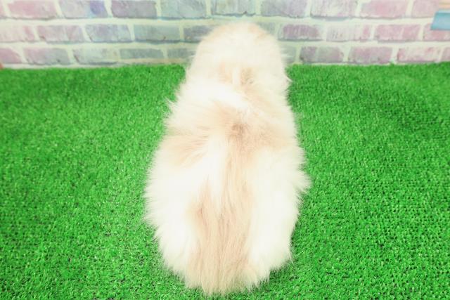 北海道のスコティッシュフォールド (Coo&RIKU北見店/2025年11月28日生まれ/女の子/クリームホワイト)の子猫の4枚目の画像