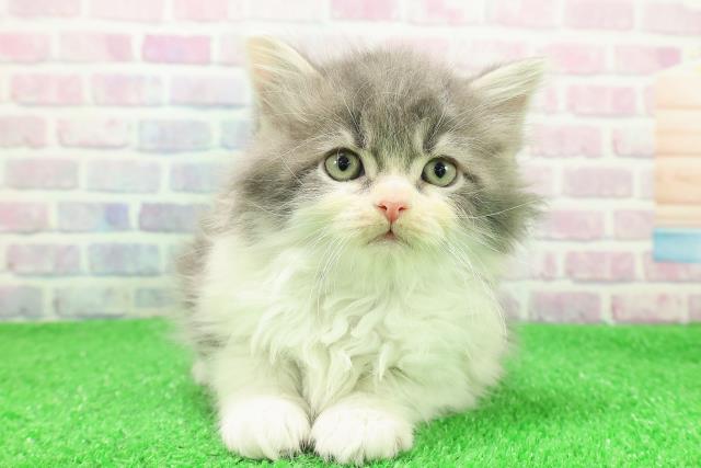 北海道のラガマフィン (Coo&RIKU札幌西店/2025年11月27日生まれ/男の子/ブルータビーホワイト)の子猫の1枚目の画像