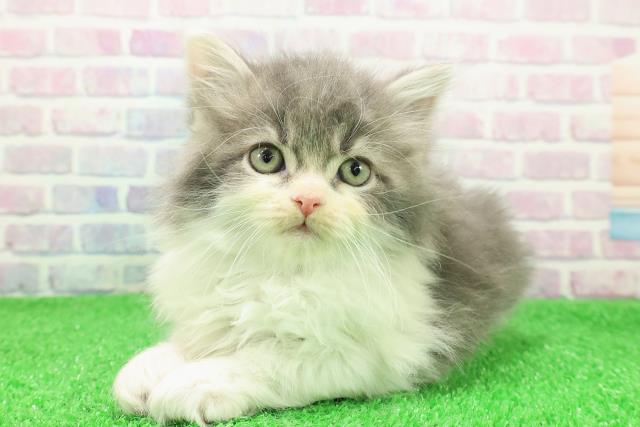 北海道のラガマフィン (Coo&RIKU札幌西店/2025年11月27日生まれ/男の子/ブルータビーホワイト)の子猫の2枚目の画像