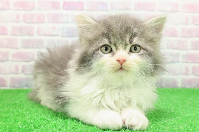 北海道のラガマフィン (Coo&RIKU札幌西店/2025年11月27日生まれ/男の子/ブルータビーホワイト)の子猫の3枚目の画像