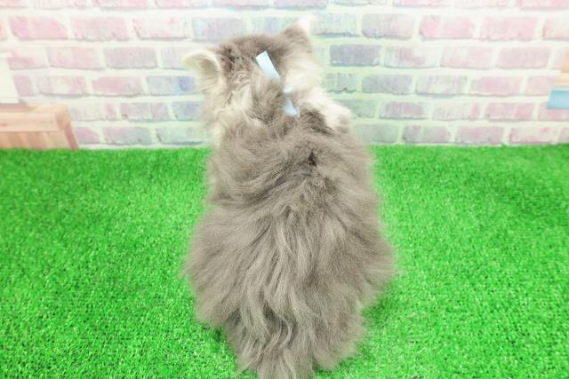 北海道のラガマフィン (Coo&RIKU札幌西店/2025年11月27日生まれ/男の子/ブルータビーホワイト)の子猫の4枚目の画像