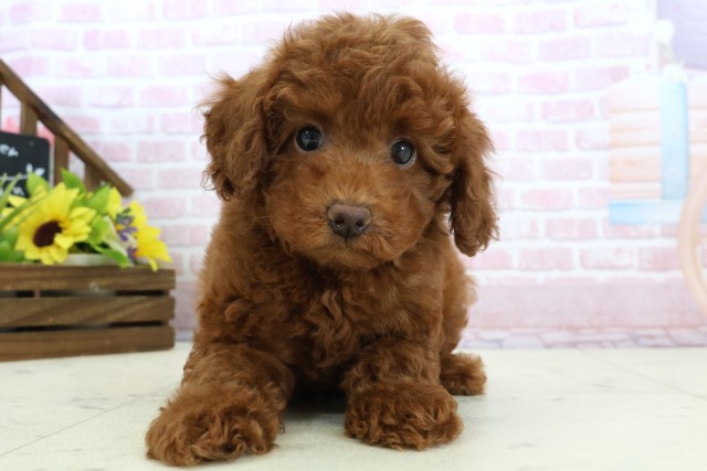 高知県のトイプードル(トイ) (Coo&RIKUのいち店/2025年11月27日生まれ/女の子/レッドフォーン)の子犬の1枚目の画像