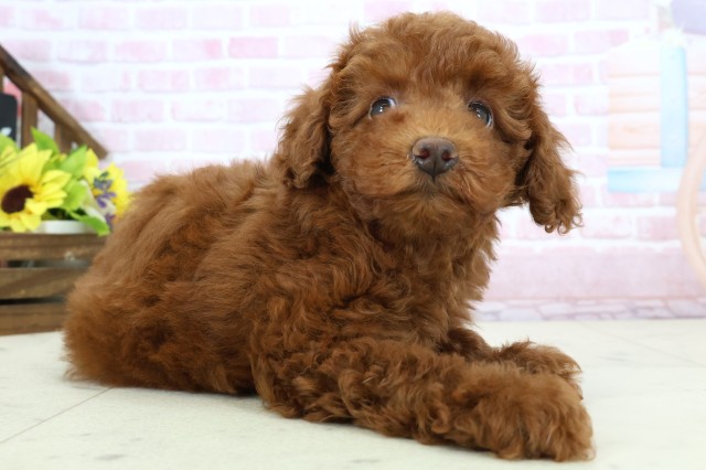 高知県のトイプードル(トイ) (Coo&RIKUのいち店/2025年11月27日生まれ/女の子/レッドフォーン)の子犬の2枚目の画像