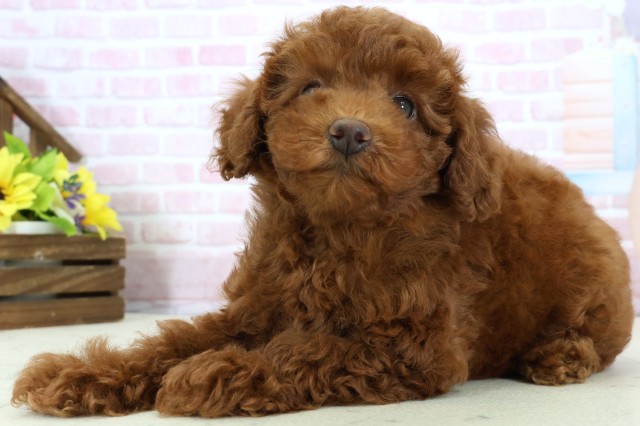 高知県のトイプードル(トイ) (Coo&RIKUのいち店/2025年11月27日生まれ/女の子/レッドフォーン)の子犬の3枚目の画像