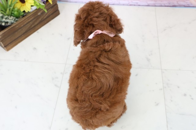 高知県のトイプードル(トイ) (Coo&RIKUのいち店/2025年11月27日生まれ/女の子/レッドフォーン)の子犬の4枚目の画像