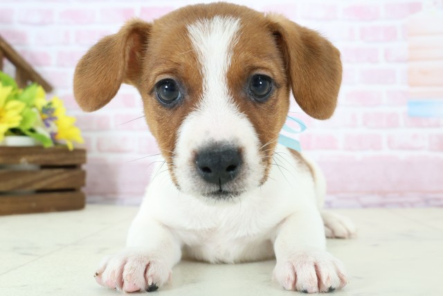 愛媛県のジャックラッセルテリア (Coo&RIKU愛媛松山店/2025年11月28日生まれ/男の子/ホワイトタン)の子犬の1枚目の画像