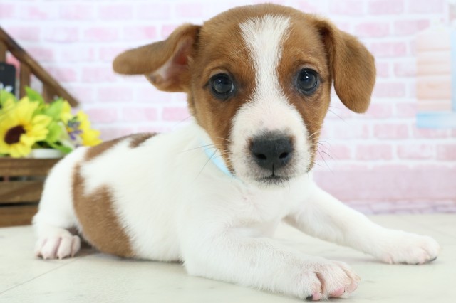 愛媛県のジャックラッセルテリア (Coo&RIKU愛媛松山店/2025年11月28日生まれ/男の子/ホワイトタン)の子犬の2枚目の画像