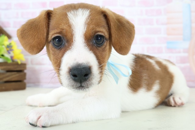 愛媛県のジャックラッセルテリア (Coo&RIKU愛媛松山店/2025年11月28日生まれ/男の子/ホワイトタン)の子犬の3枚目の画像