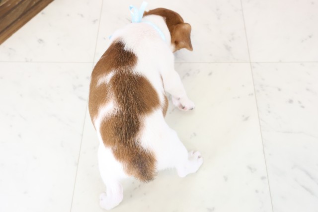 愛媛県のジャックラッセルテリア (Coo&RIKU愛媛松山店/2025年11月28日生まれ/男の子/ホワイトタン)の子犬の4枚目の画像