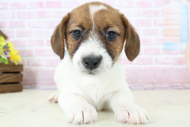 熊本県のジャックラッセルテリア (Coo&RIKU宇土シティモール店/2025年11月28日生まれ/男の子/ホワイトタン)の子犬の1枚目の画像