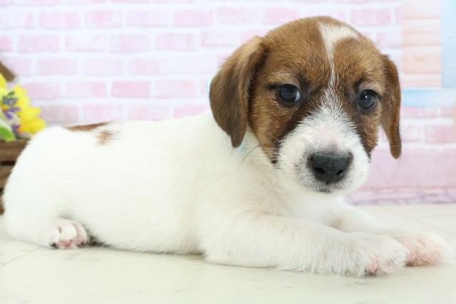 熊本県のジャックラッセルテリア (Coo&RIKU宇土シティモール店/2025年11月28日生まれ/男の子/ホワイトタン)の子犬の2枚目の画像