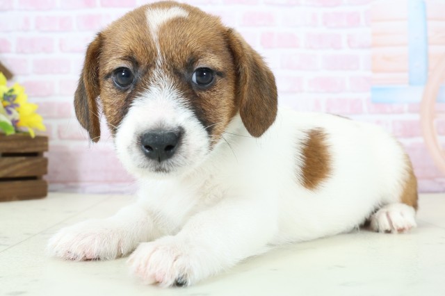 熊本県のジャックラッセルテリア (Coo&RIKU宇土シティモール店/2025年11月28日生まれ/男の子/ホワイトタン)の子犬の3枚目の画像