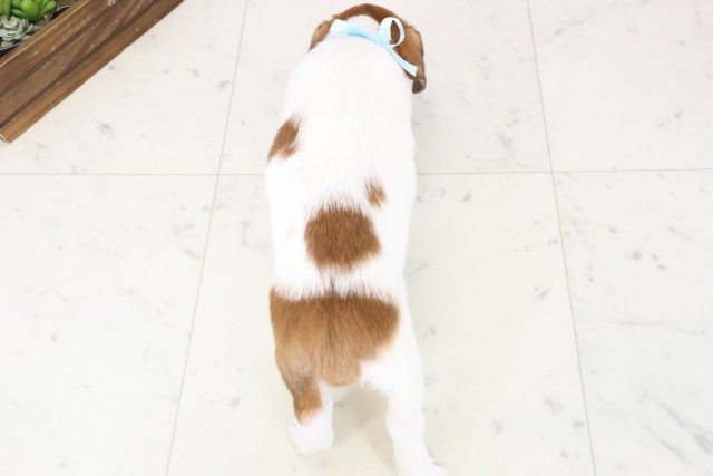 熊本県のジャックラッセルテリア (Coo&RIKU宇土シティモール店/2025年11月28日生まれ/男の子/ホワイトタン)の子犬の4枚目の画像