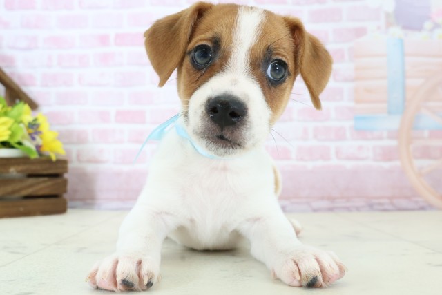東京都のジャックラッセルテリア (Coo&RIKU中野サンモール店/2025年11月28日生まれ/男の子/ホワイトタン)の子犬の1枚目の画像