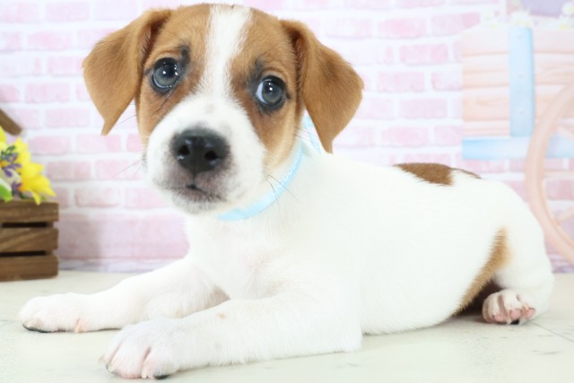東京都のジャックラッセルテリア (Coo&RIKU中野サンモール店/2025年11月28日生まれ/男の子/ホワイトタン)の子犬の3枚目の画像