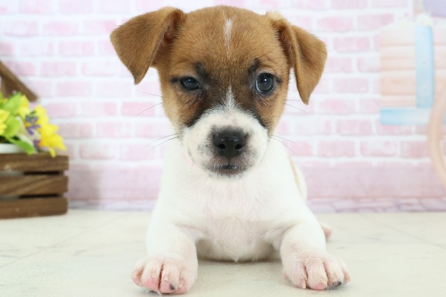 広島県のジャックラッセルテリア (Coo&RIKU福山店/2025年11月28日生まれ/女の子/ホワイトタン)の子犬の1枚目の画像