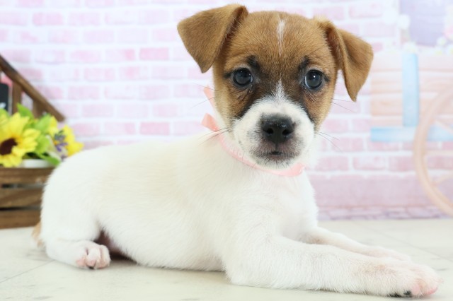 広島県のジャックラッセルテリア (Coo&RIKU福山店/2025年11月28日生まれ/女の子/ホワイトタン)の子犬の2枚目の画像