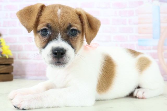 広島県のジャックラッセルテリア (Coo&RIKU福山店/2025年11月28日生まれ/女の子/ホワイトタン)の子犬の3枚目の画像