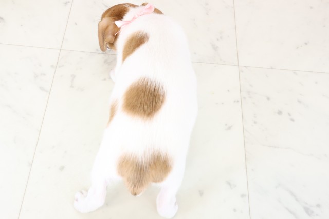 広島県のジャックラッセルテリア (Coo&RIKU福山店/2025年11月28日生まれ/女の子/ホワイトタン)の子犬の4枚目の画像