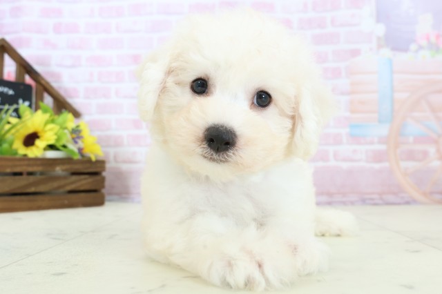 島根県のビションフリーゼ (Coo&RIKU出雲店/2025年11月28日生まれ/男の子/ホワイト)の子犬の1枚目の画像