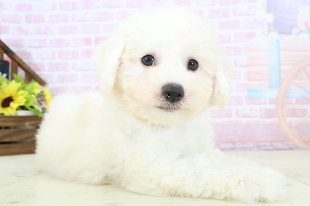 島根県のビションフリーゼ (Coo&RIKU出雲店/2025年11月28日生まれ/男の子/ホワイト)の子犬の2枚目の画像