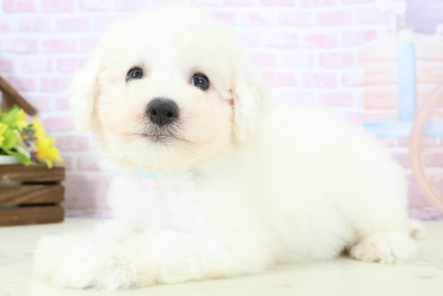 島根県のビションフリーゼ (Coo&RIKU出雲店/2025年11月28日生まれ/男の子/ホワイト)の子犬の3枚目の画像