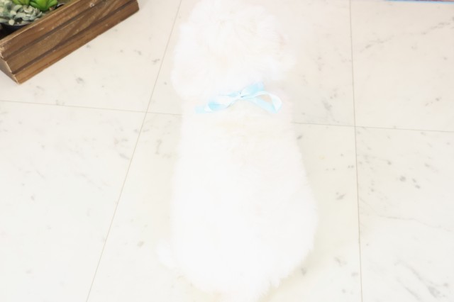 島根県のビションフリーゼ (Coo&RIKU出雲店/2025年11月28日生まれ/男の子/ホワイト)の子犬の4枚目の画像