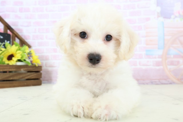 広島県のビションフリーゼ (Coo&RIKU広島北店/2025年11月28日生まれ/男の子/ホワイト)の子犬の1枚目の画像