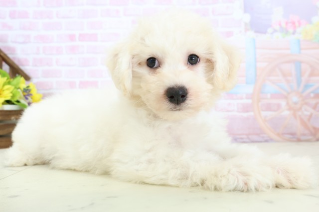 広島県のビションフリーゼ (Coo&RIKU広島北店/2025年11月28日生まれ/男の子/ホワイト)の子犬の2枚目の画像