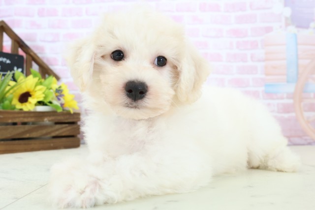 広島県のビションフリーゼ (Coo&RIKU広島北店/2025年11月28日生まれ/男の子/ホワイト)の子犬の3枚目の画像