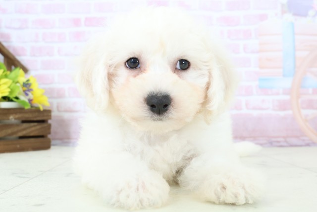 徳島県のビションフリーゼ (Coo&RIKU徳島店/2025年11月28日生まれ/男の子/ホワイト)の子犬の1枚目の画像