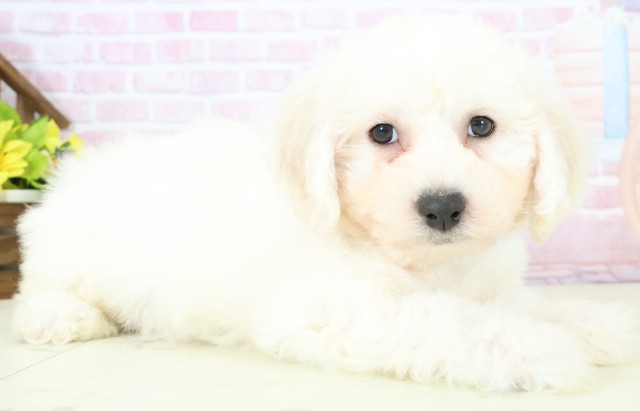 徳島県のビションフリーゼ (Coo&RIKU徳島店/2025年11月28日生まれ/男の子/ホワイト)の子犬の2枚目の画像