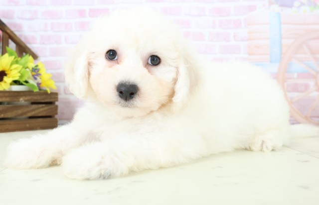 徳島県のビションフリーゼ (Coo&RIKU徳島店/2025年11月28日生まれ/男の子/ホワイト)の子犬の3枚目の画像