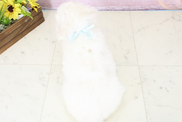 徳島県のビションフリーゼ (Coo&RIKU徳島店/2025年11月28日生まれ/男の子/ホワイト)の子犬の4枚目の画像