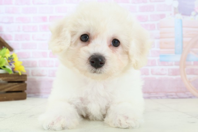 高知県のビションフリーゼ (Coo&RIKUのいち店/2025年11月28日生まれ/女の子/ホワイト)の子犬の1枚目の画像