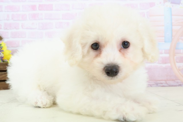 高知県のビションフリーゼ (Coo&RIKUのいち店/2025年11月28日生まれ/女の子/ホワイト)の子犬の2枚目の画像