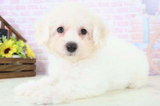 高知県のビションフリーゼ (Coo&RIKUのいち店/2025年11月28日生まれ/女の子/ホワイト)の子犬の3枚目の画像