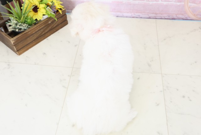 高知県のビションフリーゼ (Coo&RIKUのいち店/2025年11月28日生まれ/女の子/ホワイト)の子犬の4枚目の画像