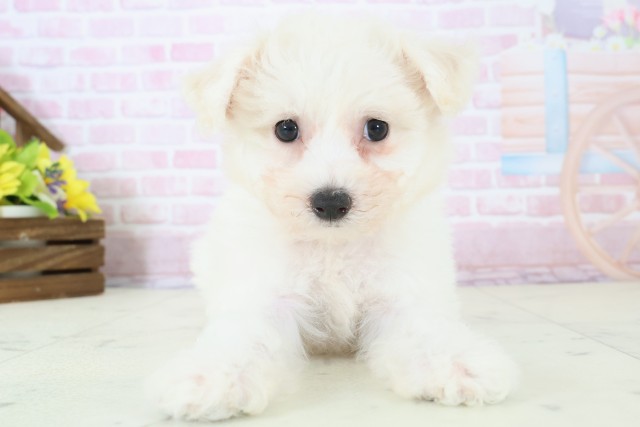 熊本県のビションフリーゼ (Coo&RIKU宇土シティモール店/2025年11月28日生まれ/女の子/ホワイト)の子犬の1枚目の画像