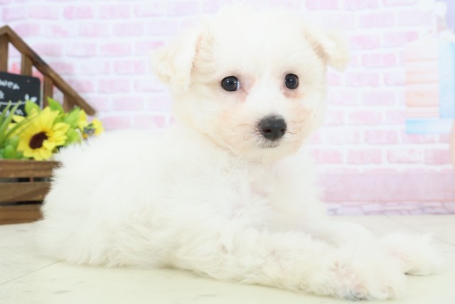 熊本県のビションフリーゼ (Coo&RIKU宇土シティモール店/2025年11月28日生まれ/女の子/ホワイト)の子犬の2枚目の画像