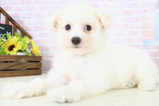 熊本県のビションフリーゼ (Coo&RIKU宇土シティモール店/2025年11月28日生まれ/女の子/ホワイト)の子犬の3枚目の画像