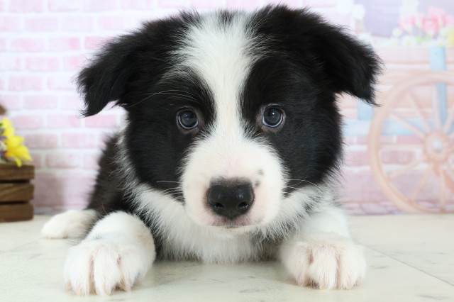 広島県のボーダーコリー (Coo&RIKU福山店/2025年11月28日生まれ/男の子/ブラックホワイト)の子犬の1枚目の画像