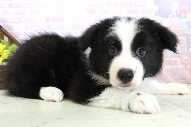 広島県のボーダーコリー (Coo&RIKU福山店/2025年11月28日生まれ/男の子/ブラックホワイト)の子犬の2枚目の画像