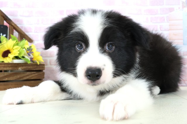 広島県のボーダーコリー (Coo&RIKU福山店/2025年11月28日生まれ/男の子/ブラックホワイト)の子犬の3枚目の画像