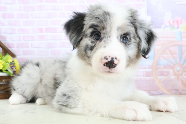 福岡県のボーダーコリー (Coo&RIKUゆめタウン飯塚店/2025年11月28日生まれ/男の子/ブルーマール)の子犬の2枚目の画像