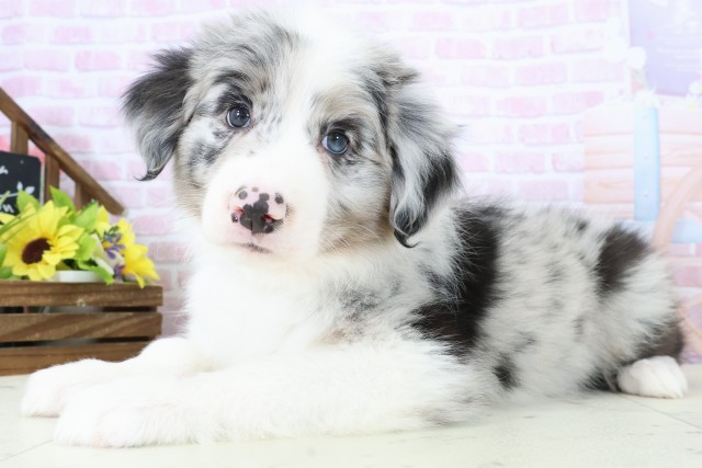 福岡県のボーダーコリー (Coo&RIKUゆめタウン飯塚店/2025年11月28日生まれ/男の子/ブルーマール)の子犬の3枚目の画像