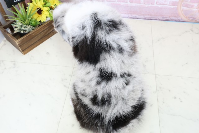 福岡県のボーダーコリー (Coo&RIKUゆめタウン飯塚店/2025年11月28日生まれ/男の子/ブルーマール)の子犬の4枚目の画像