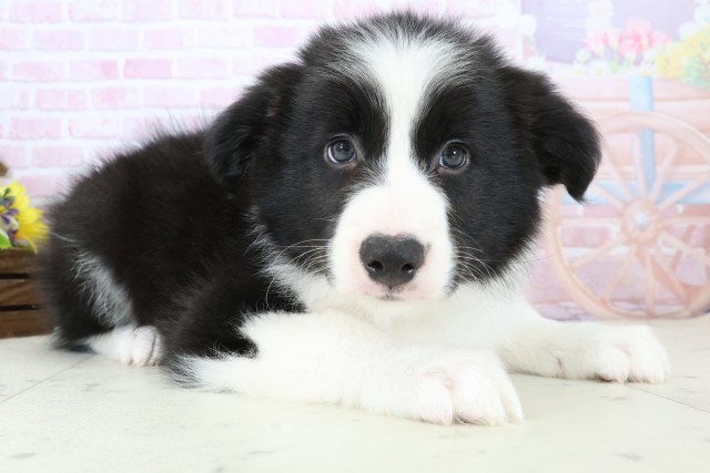 高知県のボーダーコリー (Coo&RIKU高知御座店/2025年11月28日生まれ/男の子/ブラックホワイト)の子犬の2枚目の画像