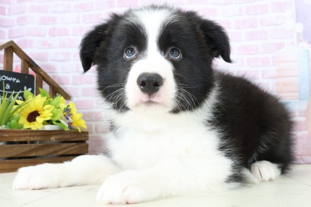 高知県のボーダーコリー (Coo&RIKU高知御座店/2025年11月28日生まれ/男の子/ブラックホワイト)の子犬の3枚目の画像